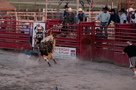 Rodeo!